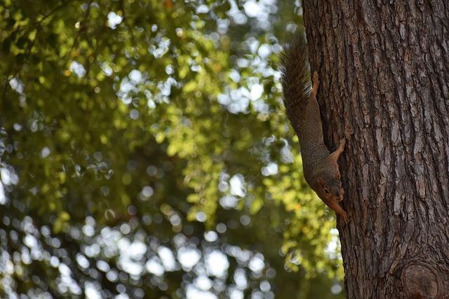 也能吸引国 也能吸引国