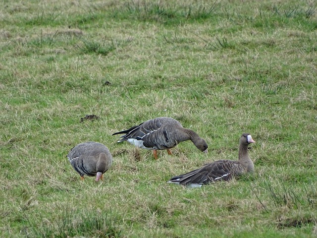 借菲利克斯 借菲利克斯